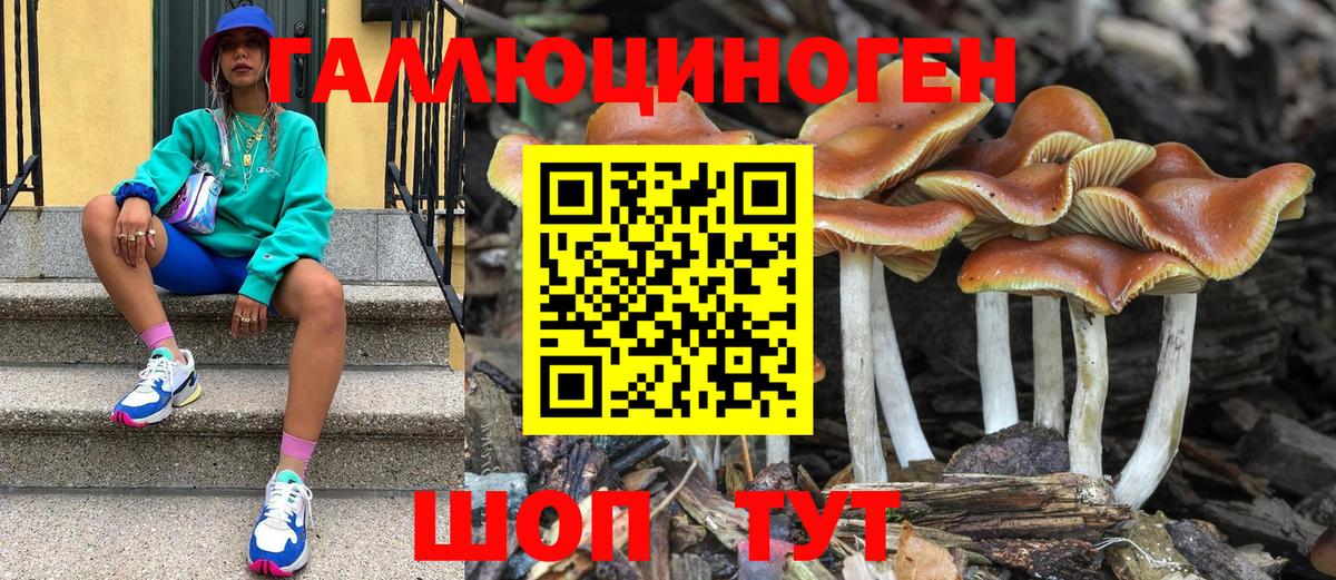 Галлюциногенные грибы Psilocybine cubensis Сургут